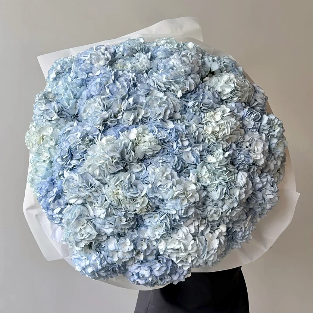 101 голубая гортензия